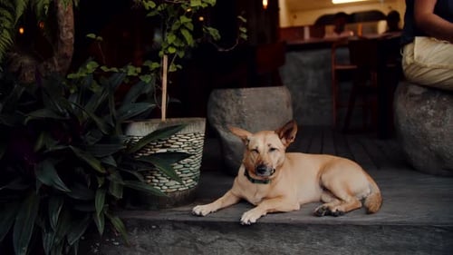 Dog Lying on the Concrete Steps at the Entrance to the Cafe