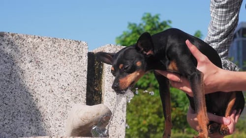 That terrier drinks water from fountain in park,