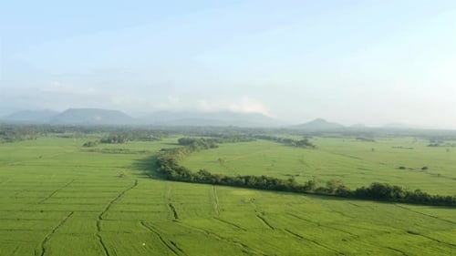 Rice Field And Agricultural Fields