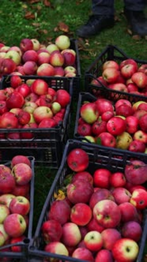 Boxes filled with red apples gathered from a garden. Busy farmer sorting out fruit in the boxes.