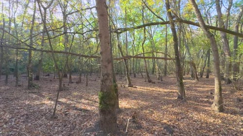 slide left with gimbal through a beautiful forest Colorful autumn in the mountain forest ocher color