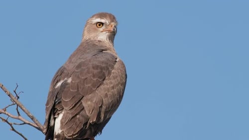 Afrikanischer Adlervogel, wachsam, thront vor blauem, klarem Himmel. Nahaufnahme
