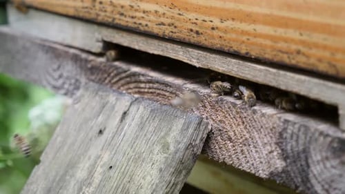 Bees Swarming Around a Wooden Beehive in Nature