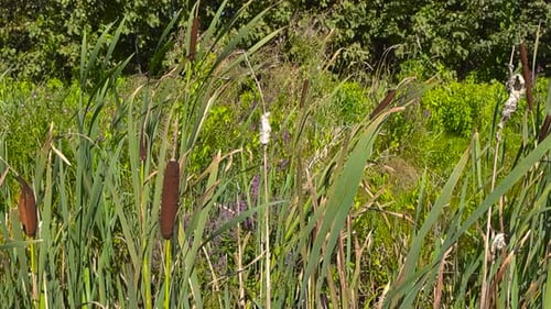 Brown colored bulrush or typha plants moving in a grassy green field by wind at sunny summer day.
