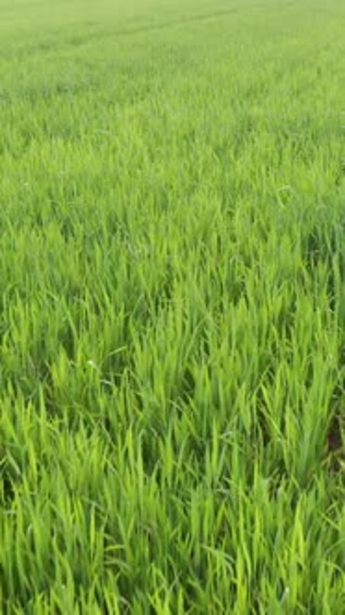 Drone Flight Forward Over Young Green Cornfield Vertical Video