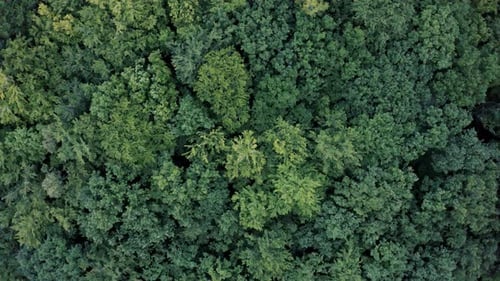 Oak Forest in the Wind Top View of a Deciduous Forest Swaying in the Wind