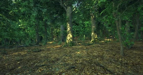 Lush Forest Setting with Sunlight Filtering Through Tall Trees