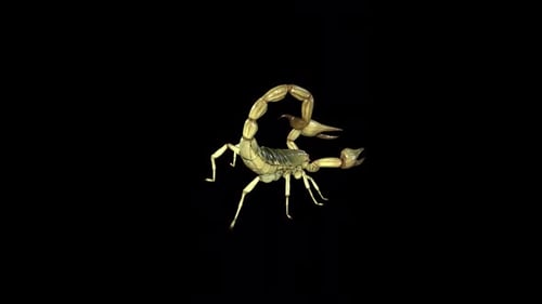 Scorpion Walk 4