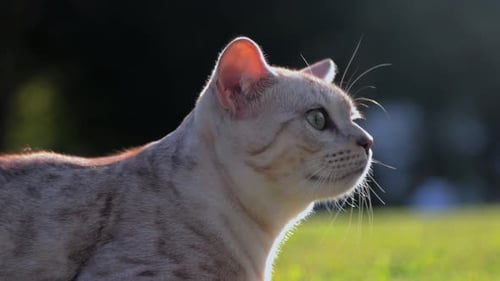 Portrait einer schönen Katze