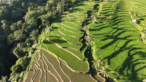 This is the traditional rice field of Bayan village.