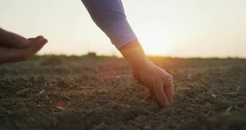 Close up shot of an young successful male farmer is seeding with his hands corn grains on a corn f