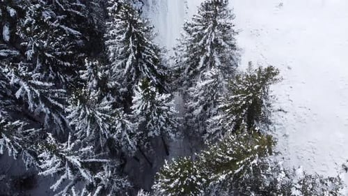 Man walking out of a snowy forest onto a snowfield