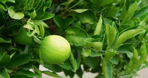 Close up of a lime that is not quite ripe yet still attached to a lush green tree. slow motion slide