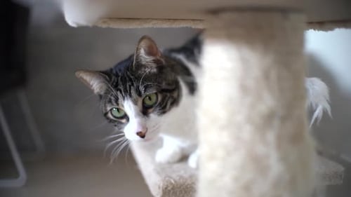 Cat Scratching Post brincando em casa com tapete, pequena árvore para gatos, base em forma de pata, bola pendurada, brinquedo para