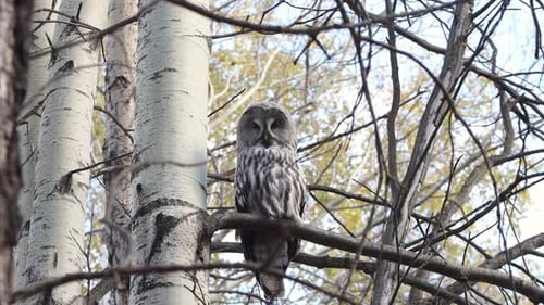 A great gray owl perches on a branch.