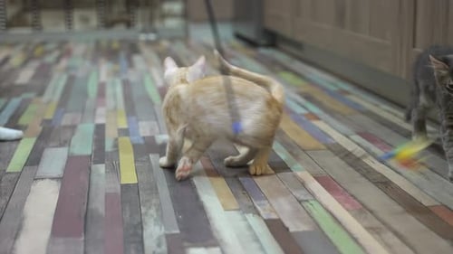 Kittens Playing with Toy Inside Home