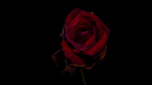Dark Red Rose Wilting Close Up