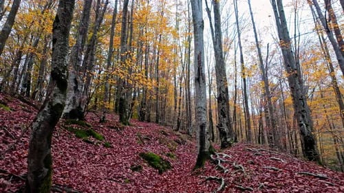 Serene Autumn Forest with Vibrant Leaves in Tranquil Woodland Setting