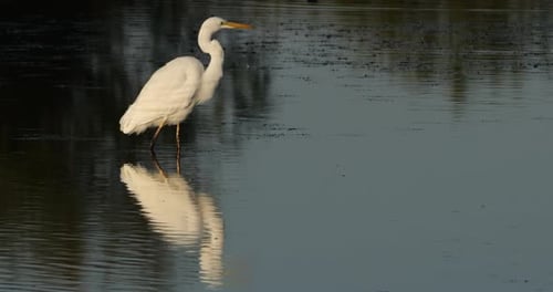 Great egret, Ardea alba, the Camargue, France