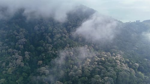 Wald mit nebligem Himmel darüber