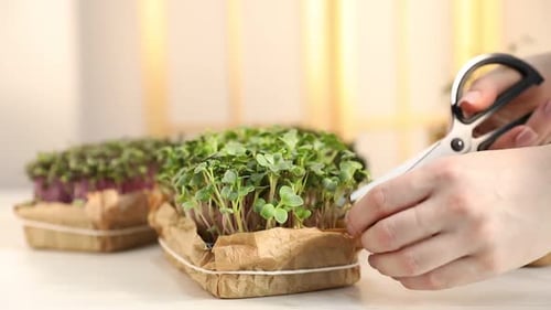 Femme coupant des micropousses et les mettant sur une assiette à une table lumineuse, gros plan