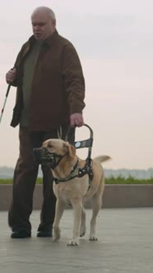 Senior Adult Walking with Guide Dog in City
