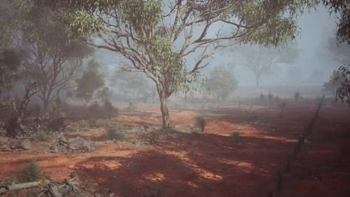 Rustic Serenity A Majestic Eucalyptus Grove Embracing a Serene Dirt Field