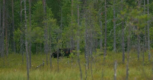Large Brown Bear Walking Free in the Dense Forest