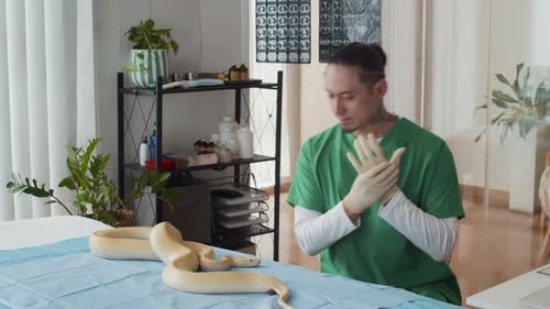 Un vétérinaire tatoué de sexe masculin inspecte un python jaune en clinique