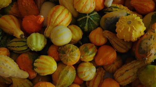 Pumpkin Harvest of Various Pumpkins Shapes and Colors on the Farm Counter Close Up Move Shot Footage