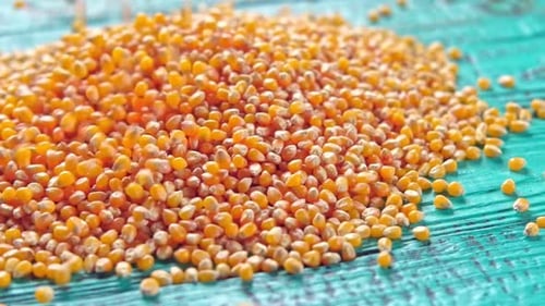 Corn Seeds Pile of Raw Corn Grains is Turning Closeup on Blue Rustic Wood Husbandry Yellow Maize Zea