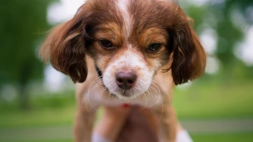 small funny cute dog with owner on a walk in the park girl pet outdoors happy friendship lies