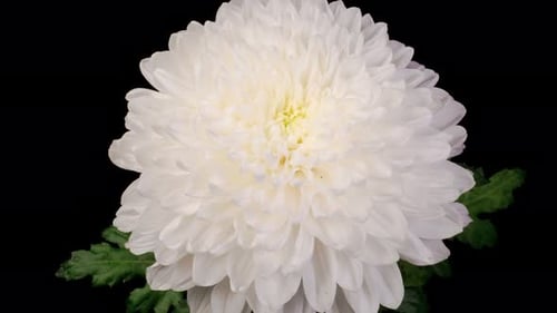 Elegant White Chrysanthemum Blossom on Black Background