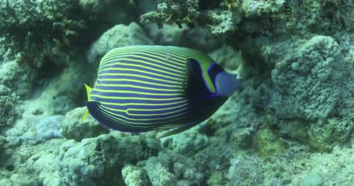 El pez ángel emperador en el arrecife de coral del Mar Rojo de Egipto 4K