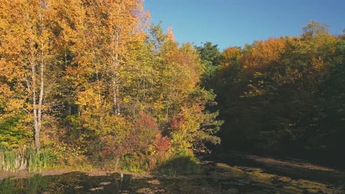 Pond Near Autumn Forest