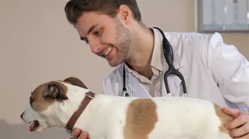 Young Adult Vet Checking Up Dog at Clinic