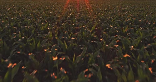 Eine Luftaufnahme des Maisfeldes, das im Frühling reift, Agrarlandschaft