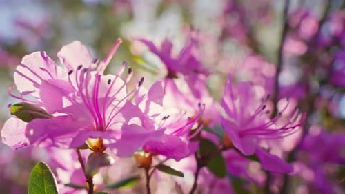 Nahaufnahme einer rosa Blume auf einem Baum