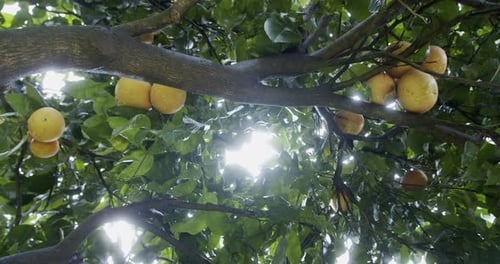 Lush citrus tree full of ripe fruits on a sunny day in a peaceful garden