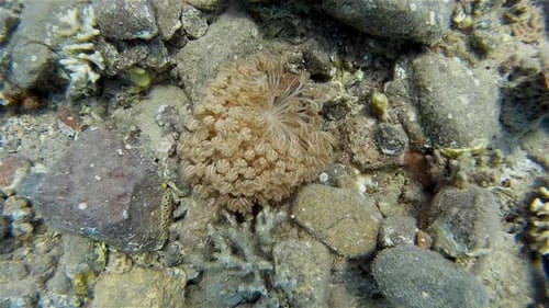 Waving hand coral close up