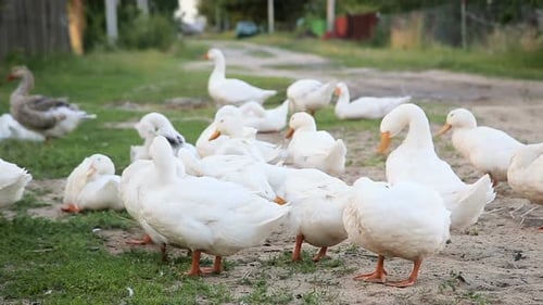 White Farm Ducks By the Countryside Road