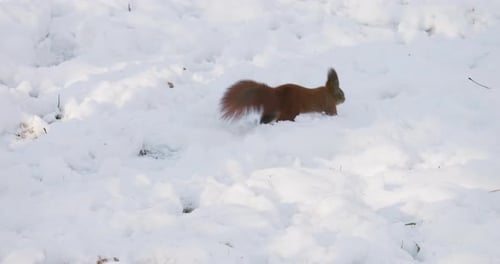 Ein Waldhörnchen bewegt sich im Winter auf der Suche nach Nahrung durch den Schnee.