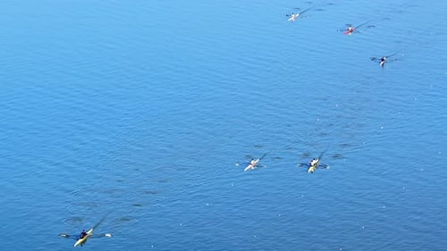 Rowing Boat racing in Competition along Coast with Aerial Drone.