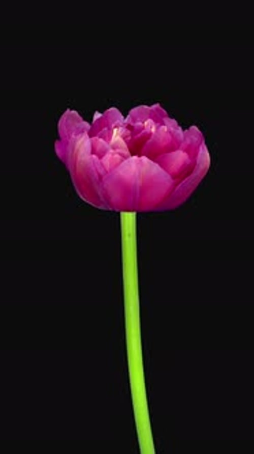 Pink Flower Blooming on Black Background Close Up