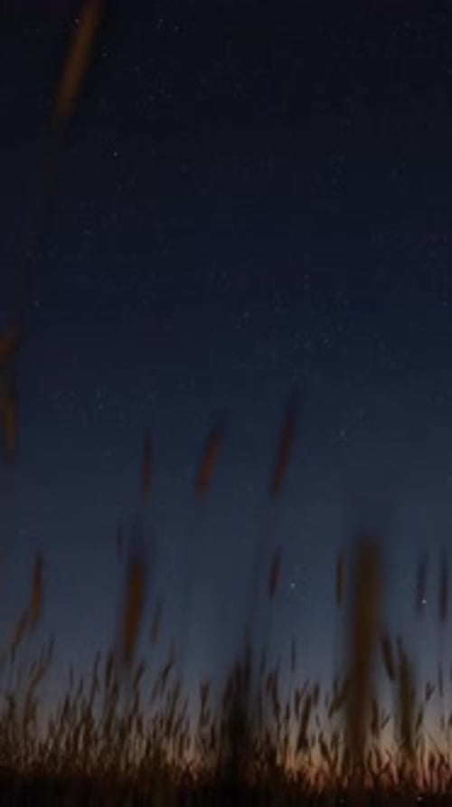 Silhouettes of Young Wheat Sprouts
