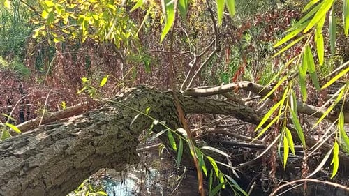 Sunlight illuminates a fallen tree in the wetlands