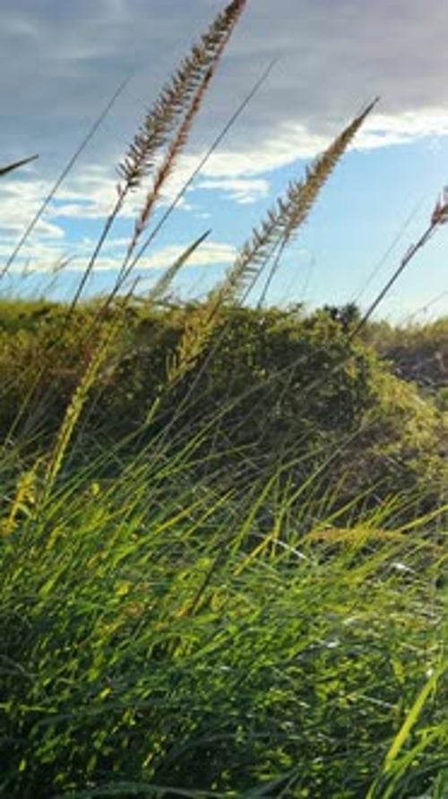 Walk in the high green grass waving in the wind. Blue sky with bright sun and huge cloudscape