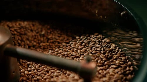 Kaffeeproduktion, der Prozess des Röstens frischer Kaffeebohnen, die Bohnen werden gemischt und gekühlt.