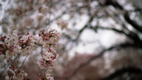 Sakura Flower Cherry Blossom Tree in Japan 4K Beautiful Spring Flower Blossom in Tokyo