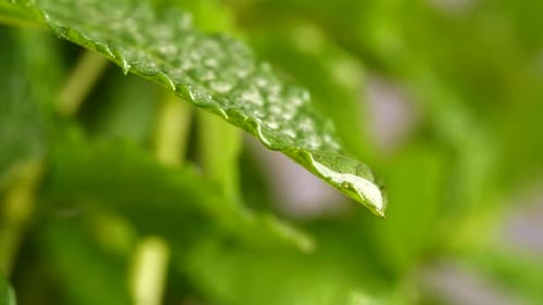 Close up of water drop falling from green leaf. Focus on foreground and static view